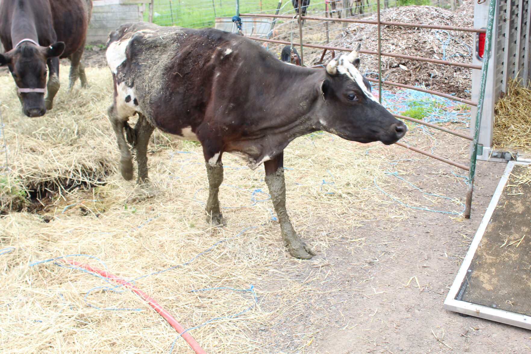 Flemington animal cruelty